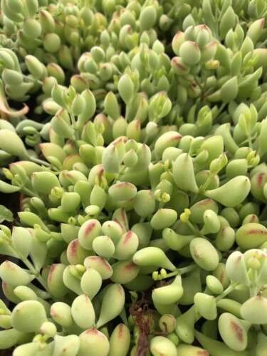 3X Succulent Cuttings -  Cotyledon pendens -  approximately 2'' length #TNGD7