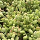 3X Succulent Cuttings -  Cotyledon pendens -  approximately 2'' length #TNGD7