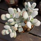 3 Fresh Cuttings - Succulents Plants Live - Cotyledon Orbiculata cv. Clippings Rare #TNGD7