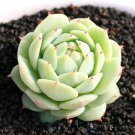 1 Live Succulent Plant - Echeveria derenbergii - Rooted in 2” Planter  #TNGD7