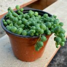1 Succulent Plant - String of Pearls Senecio rowleyanus- in 4"  with Pot   #TNGD7