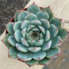 1  Succulent live plant - Echeveria Chihuahuaensis -  in  4" Rooted    #TNGD7