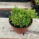 1  Hatiora Salicornioides - Dancing Bone Phipsails Rhipsalideaes 4“ Succulents In Pot #TNGD7