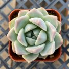 1 Succulent Plants - Echeveria alba Beauty Rosette -  Rooted in 2” Planter Pot #TNGD7