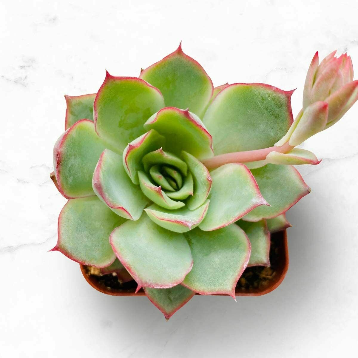 1 Succulent Plants - Echeveria Moon Gad Varnish Rosette - Fully Rooted in 2" Planter #TNGD7