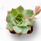 1 Succulent Plants - Echeveria Moon Gad Varnish Rosette - Fully Rooted in 2" Planter #TNGD7