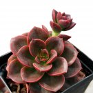 1 Echeveria Melaco Live Succulent Plants - in 2" in Planter   #TNGD7