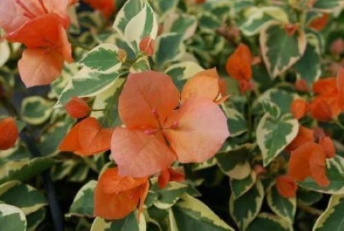 1 Orange ice Bougainvillea - starter/plug plant - live Plant   #JSTL8