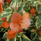 1 Orange ice Bougainvillea - starter/plug plant - live Plant   #JSTL8