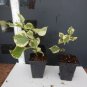 1 Orange ice Bougainvillea - starter/plug plant - live Plant #JSTL8