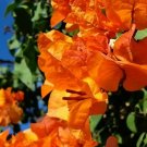 1 Bengal Orange   Bougainvillea - in 3-4" pot - live Plant     #JSTL8