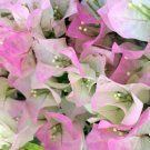 1  Bougainvillea Double Delight color -  starter/plug plant - in 3-4 " - live plant    #JSTL8