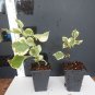 1  Bougainvillea Double Delight color -  starter/plug plant - in 3-4 " - live plant    #JSTL8