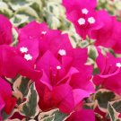 1    Bougainvillea Raspberry ice color - in 3-4" pot - live Starter  Plant     #JSTL8