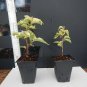 1    Bougainvillea Raspberry ice color - in 3-4" pot - live Starter  Plant     #JSTL8