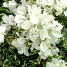 1    Bougainvillea White Stripe color - in 3-4" pot - live Starter  Plant     #JSTL8