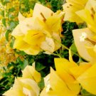 1    Bougainvillea   gold color - in 3-4" pot - live Starter  Plant     #JSTL8