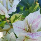 1    Bougainvillea sustone color - in 3-4" pot - live Starter  Plant     #JSTL8