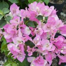 1    Bougainvillea  imperial thai delihgt color - in 3-4" pot - live Starter  Plant     #JSTL8