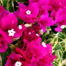 1    Bougainvillea vera pink  color - in 3-4" pot - live Starter  Plant     #JSTL8