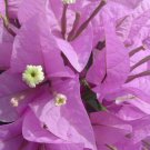 1    Bougainvillea  silhoutte color - in 3-4" pot - live Starter  Plant     #JSTL8