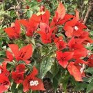 1    Bougainvillea  Flame red color - in 3-4" pot - live Starter  Plant     #JSTL8