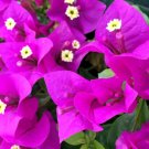1   Elizabeth Angus  Bougainvillea  color - in 3-4" pot - live Starter  Plant     #JSTL8