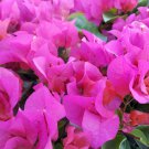 1 la jolla Bougainvillea  color - in 3-4" pot - live Starter  Plant     #JSTL8