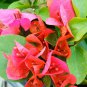 1 James Walker orange-pink Bougainvillea color - in 3-4" pot - live Starter Plant #JSTL8