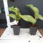 1 James Walker orange-pink Bougainvillea color - in 3-4" pot - live Starter Plant #JSTL8