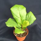 1 Fiddle fucus lyrata fig - live lant - in 3" pot #CWBF3