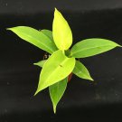 1 live plant - philodedron moon liht - in 2.5 inch pot  #CWBF3