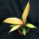 1 live plant - philodendron prince orange - in 2.5" pot  #CWBF3
