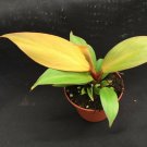 1 Philodendron  McColley's Finale - live plant   - in 2.5" POT #CWBF3