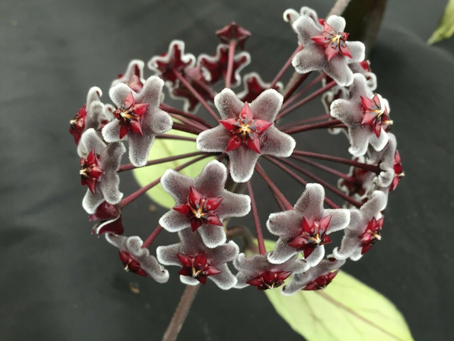 1 Hoya pubicalyx  Red Buttons - rooted live plant - in 2,5 " pot   #CWBF3