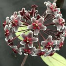 1 Hoya pubicalyx  Red Buttons - rooted live plant - in 2,5 " pot   #CWBF3