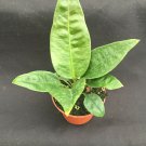 1 Live Plant - Anthurium superbum - in 2.5 inch pot    #CWBF3