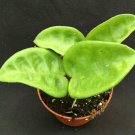 1 Live Plant - Anthurium superbum - in 2.5 inch pot    #CWBF3