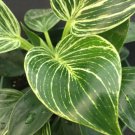 1 Live Plant - Philodendron Birkin -  in 3" Pot    #CWBF3