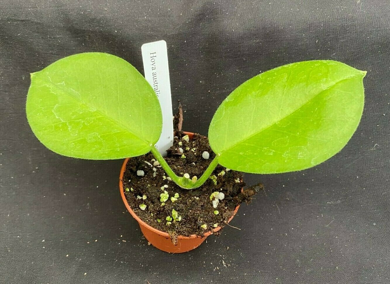1 Rooted Live Plant - Hoya australis ssp. tenuipes - in 2.5" pot   #CWBF3