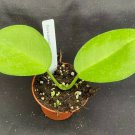 1 Rooted Live Plant - Hoya australis ssp. tenuipes - in 2.5" pot   #CWBF3