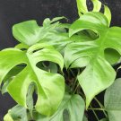 1 Monsteran minima Rapidophora tetrasperma - live Plant - in 3" pot   #CWBF3