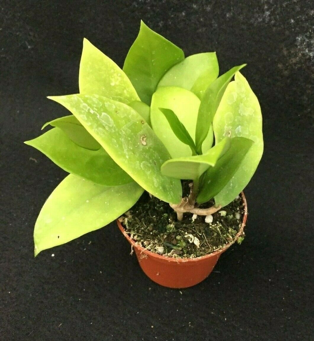 1 Hoya Pubicalyx Bright One - Live Plant -  In 2.5" Pot #CWBF3