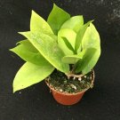 1 Hoya Pubicalyx Bright One - Live Plant -  In 2.5" Pot #CWBF3