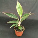 1 live Plant - Aglaonema  Siam Aurora Chinese  - Colorful Low Light Plant - in 3" Pot #CWBF3