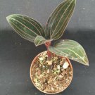 1 Live Plant - Ludisia Dizcolor The jewel Orchid - In 3" pot   #CWBF3