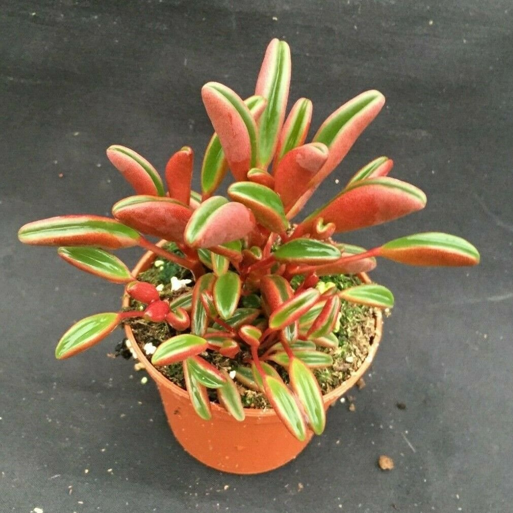 1 Peperomia graveolens  Ruby Glow -  Rooted Succulent live Plant  -  in 3" Pot   #CWBF3