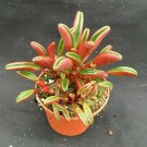 1 Peperomia graveolens  Ruby Glow -  Rooted Succulent live Plant  -  in 3" Pot   #CWBF3