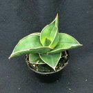 1 Live Plant - Senseviera Ehrenbergii Samurai Dwarf - in 2" pot #CWBF3