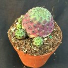 1 Rare cactus Plant - Sulcorebutia rauschii f. violacidermis - in   in 2" pot  #CWBF3